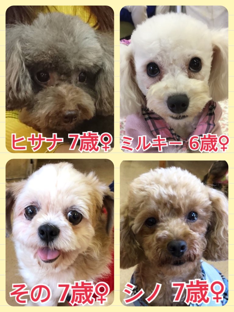 今日の里親様募集中の保護犬たち🐶2018,5,10